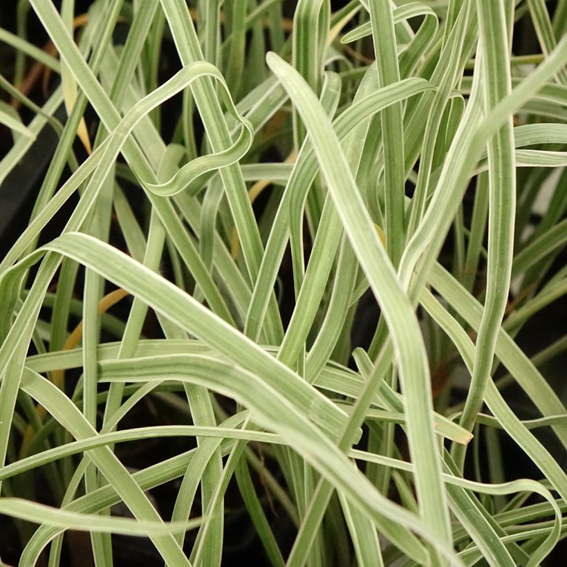 Tulbaghia violacea Silver Lace - Thulbaghie (Foliage)