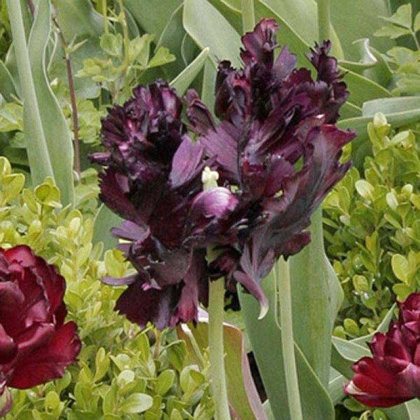 Tulipe Perroquet Black Parrot (Flowering)