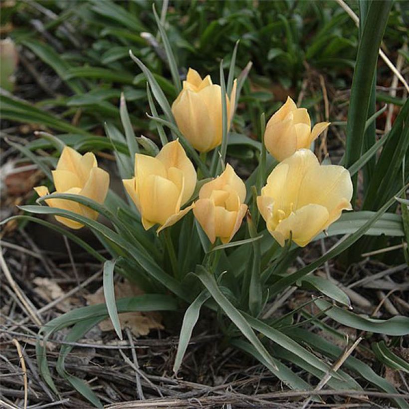 Tulipe botanique batalinii Bright Gem (Flowering)