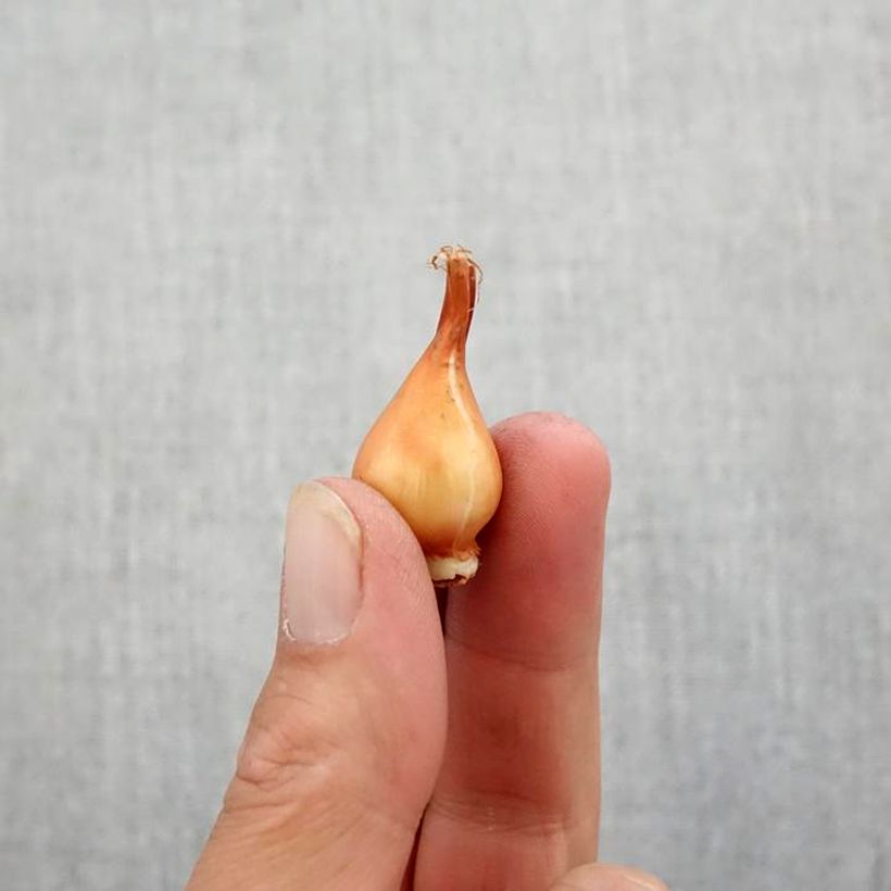 Example of Tulipe botanique clusiana Peppermint Stick Bulbe size 5+ as you get in automne