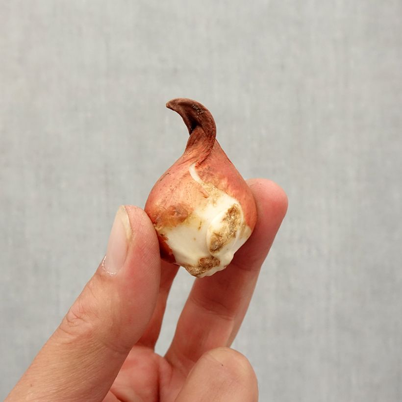 Example of Tulipe botanique greigii Rob Verlinden* Bulbe size 11+ as you get in automne