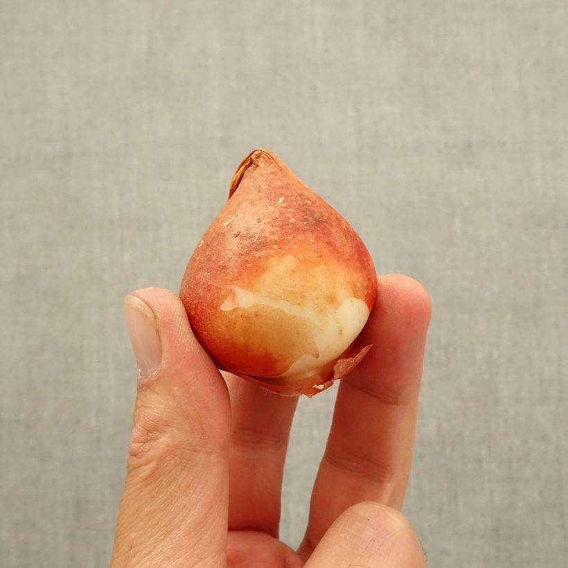 Example of Tulipe double hative Nachtwacht Bulbe size 11 as you get in automne