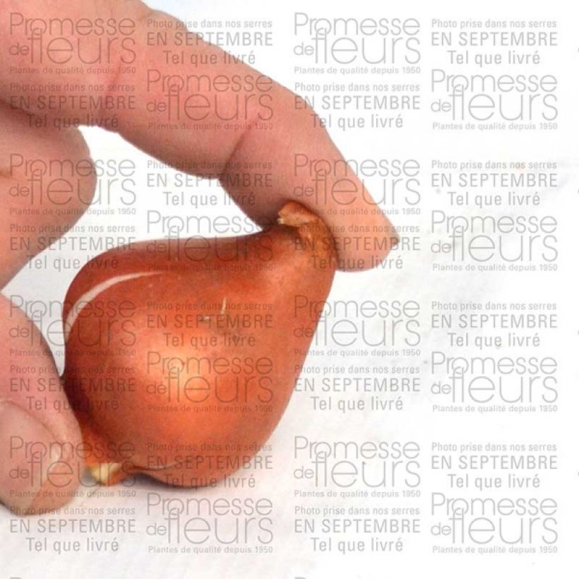 Example of Tulipe fosteriana Sweetheart Bulbe size 11+ as you get