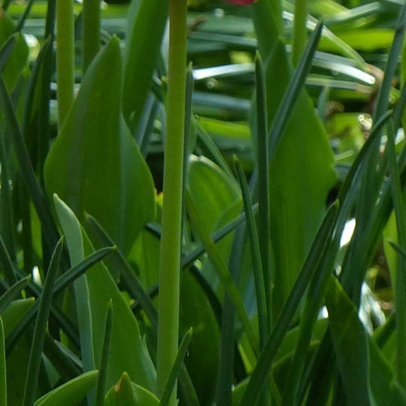 Tulipe perroquet Amazing Parrot (Foliage)