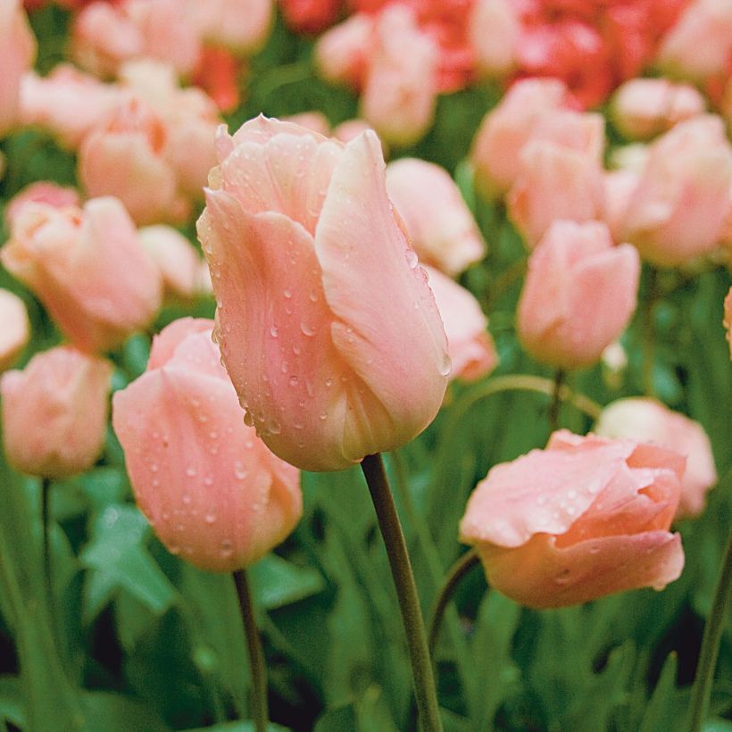Tulipe simple hâtive Apricot Beauty (Flowering)