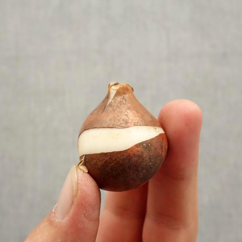 Example of Tulipe simple hâtive Candy Prince Bulbe size 10+ as you get in automne