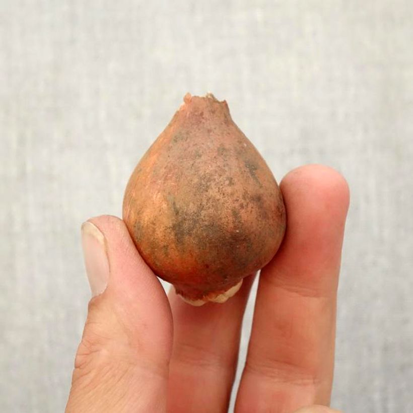 Example of Tulipe viridiflora Groenland Bulbe size 11+ as you get in automne