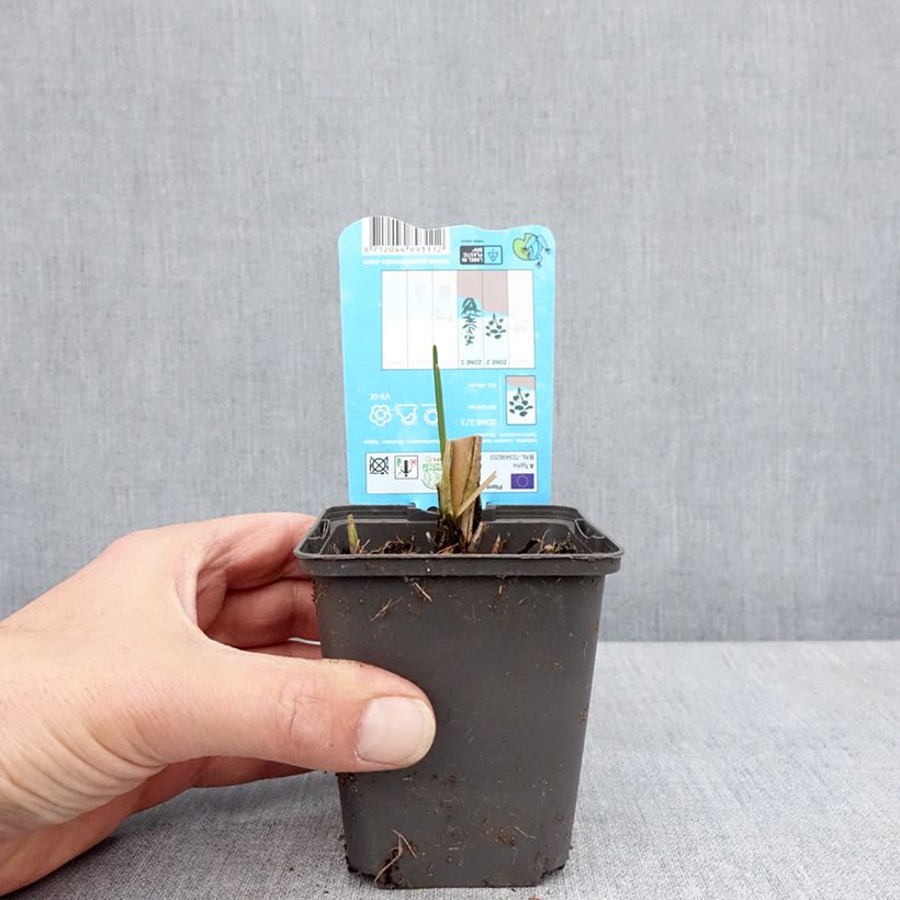 Example of Typha laxmannii - Massette de Laxmann Godet de 8/9 cm as you get in printemps