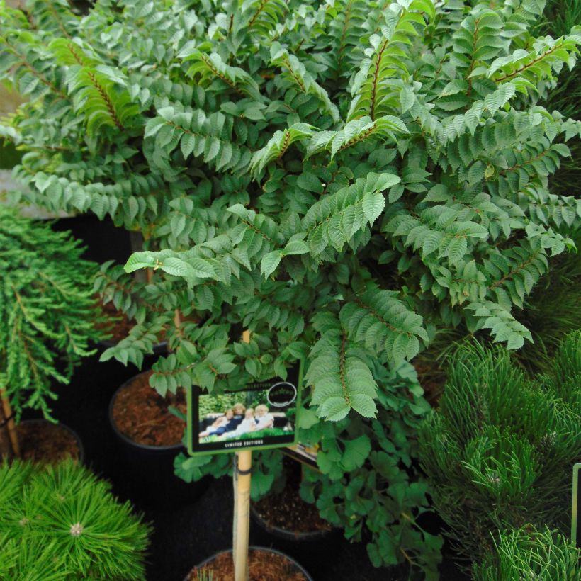Ulmus hollandica Jacqueline Hillier - Orme nain (Plant habit)