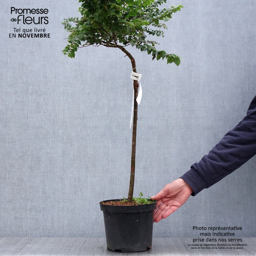 Example of Ulmus hollandica Jacqueline Hillier - Orme nain Pot de 4L/5L, Tige as you get in automne