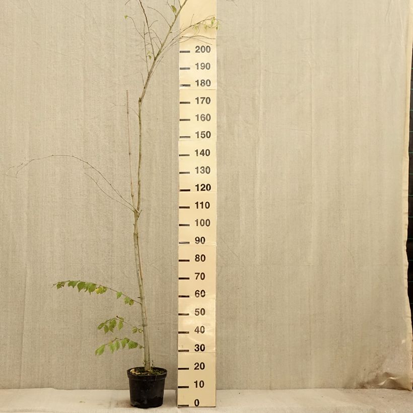 Example of Ulmus minor Argenteovariegata - Orme champêtre panaché Pot de 4L/5L, Tige as you get in automne