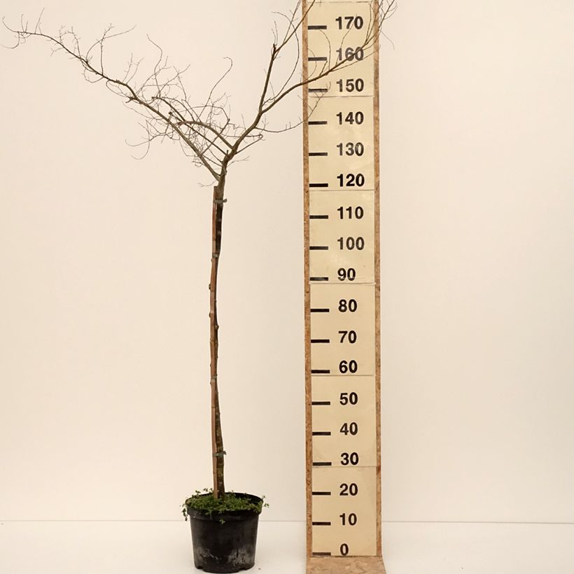 Example of Ulmus  minor Viminalis Aurea - Orme à petites feuilles Pot de 4L/5L, Tige as you get in hiver