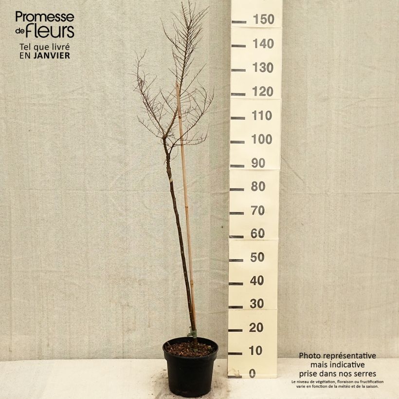 Example of Ulmus parvifolia Seiju - Orme de Chine Pot de 4L/5L, Tige as you get in hiver