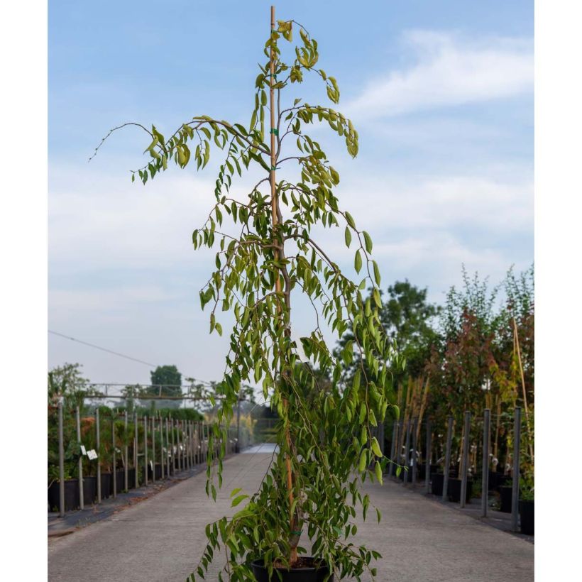 Orme - Ulmus pendula Mauro (Plant habit)