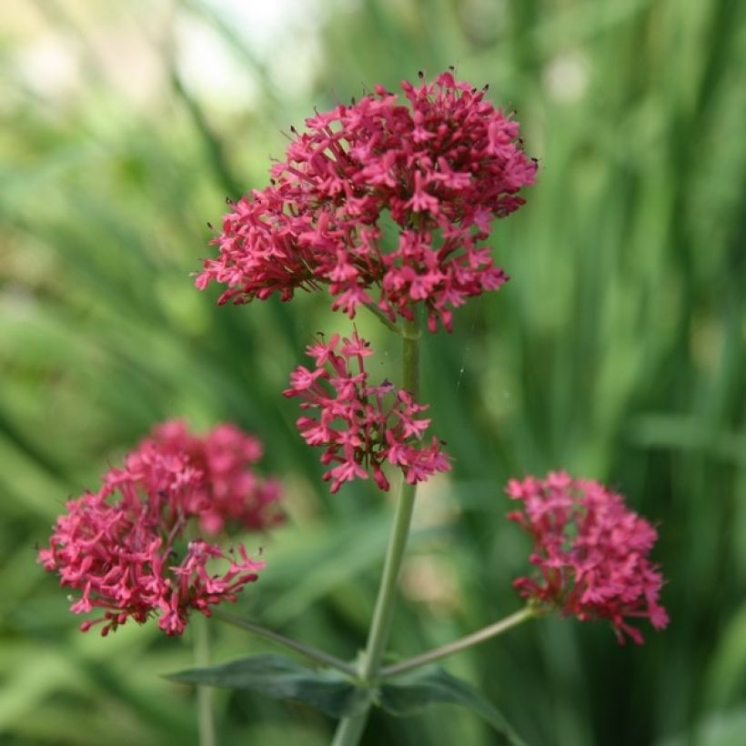 Valériane des jardins - Centranthus ruber (Flowering)