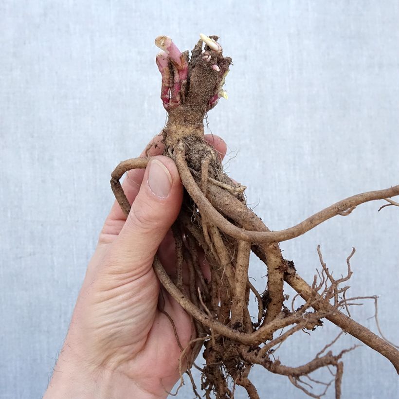 Example of Valériane rouge, Centranthus ruber coccineus Petites Racines nues as you get in hiver