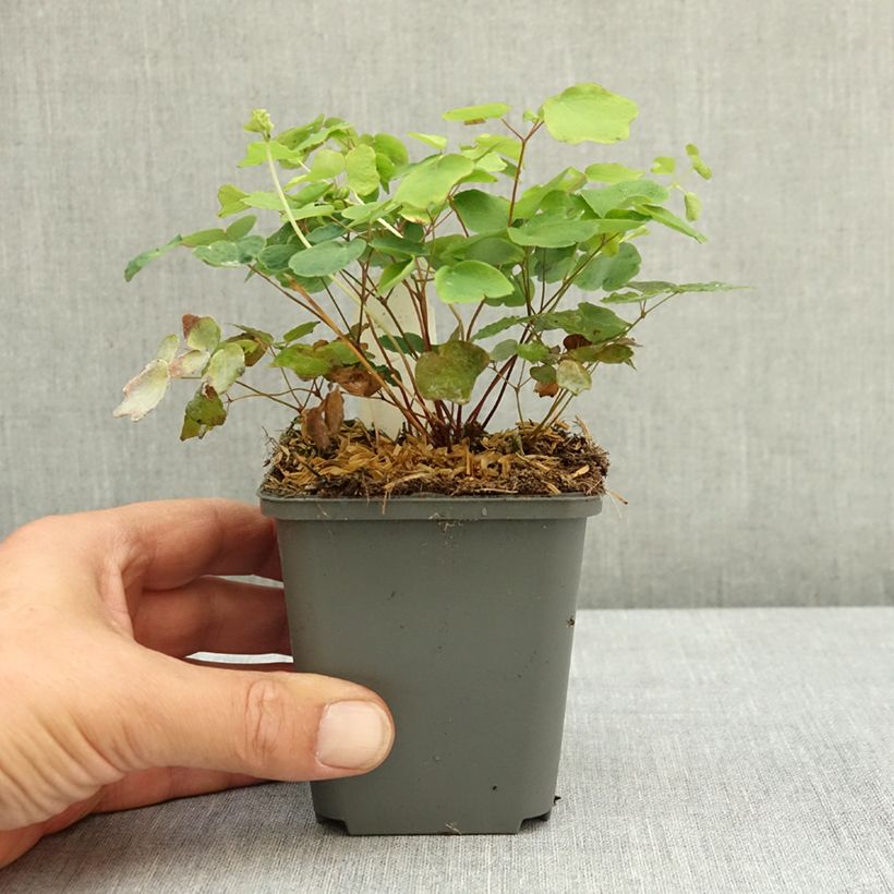 Example of Vancouveria hexandra Godet de 8/9 cm as you get in ete