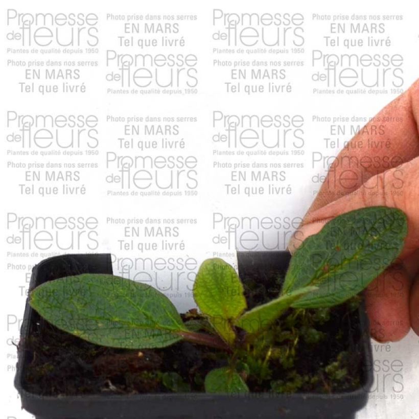 Example of Verbascum hybride Blue Lagoon - Molène Godet de 8/9 cm as you get