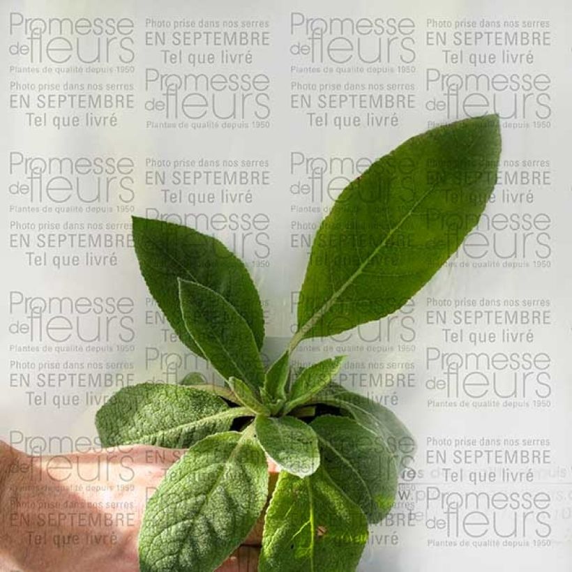 Example of Verbascum Helen Johnson - Molène hybride Godet de 8/9 cm as you get