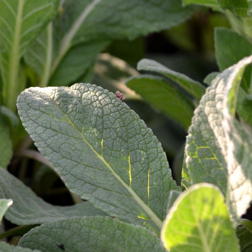Verbascum Hybride Jackie (Foliage)