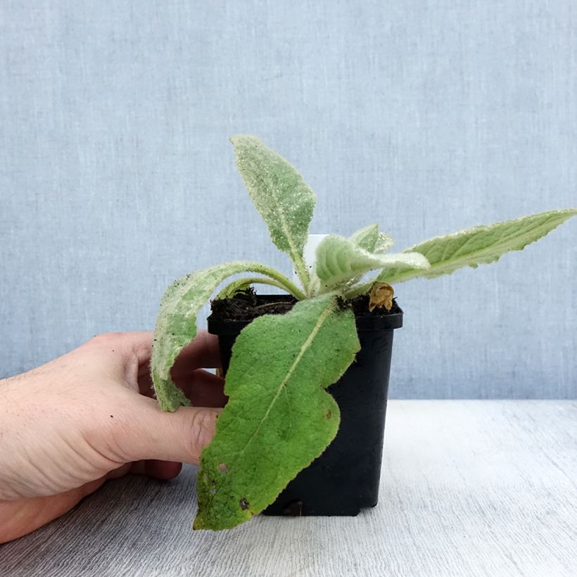 Example of Verbascum thapsus - Molène Bouillon blanc Godet de 8/9 cm as you get in automne