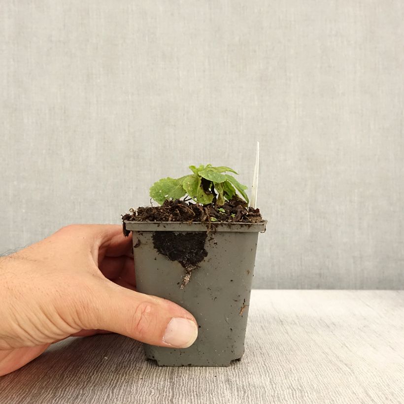 Example of Verbascum White Domino - Molène hybride Godet de 8/9 cm as you get in automne