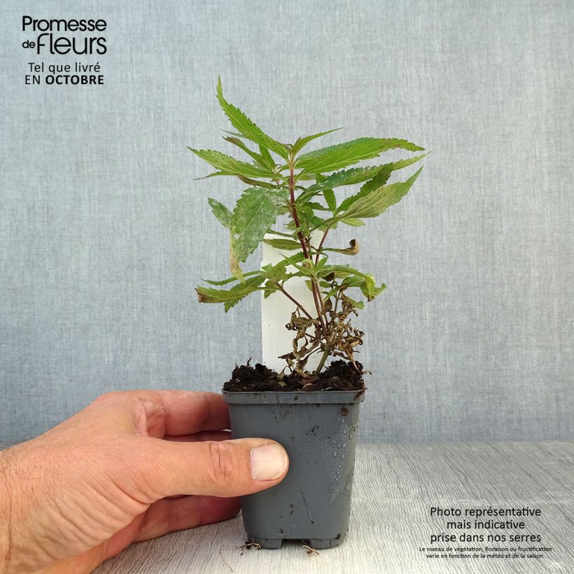 Example of Verbena hastata Blue Spires - Verveine hastée Godet de 8/9 cm as you get in automne