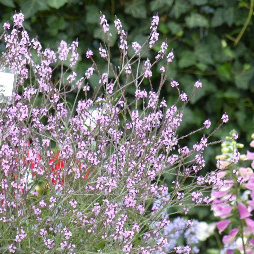 Verbena officinalis Bampton - Verveine officinale (Plant habit)