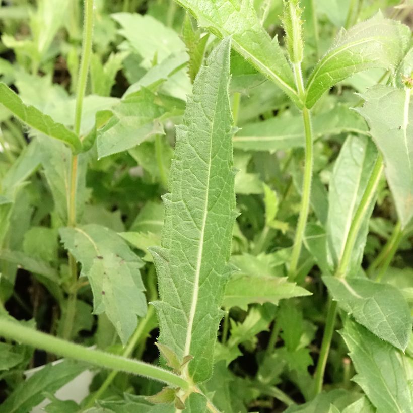 Verbena rigida Venosa - Verveine rugueuse (Foliage)