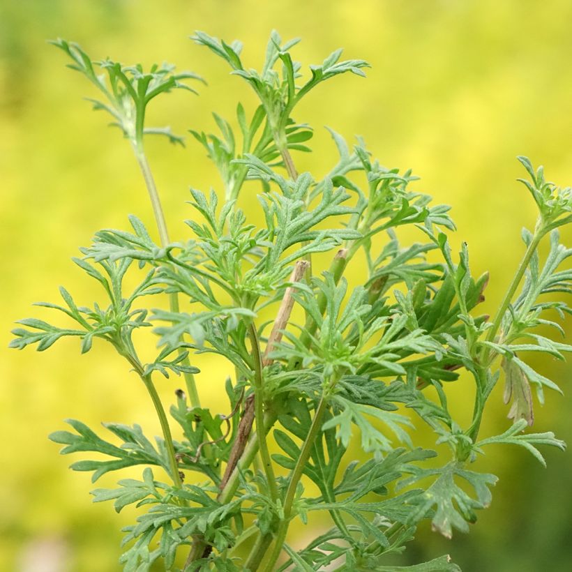 Verbena tenuisecta - Verveine mousse (Foliage)