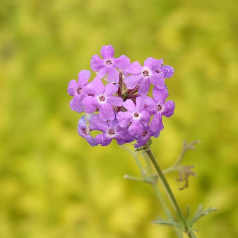 Verbena tenuisecta - Verveine mousse (Flowering)