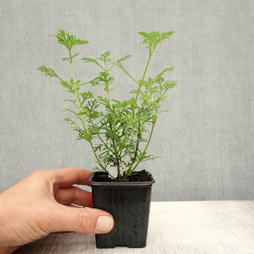 Example of Verbena tenuisecta - Verveine mousse Godet de 8/9 cm as you get in automne