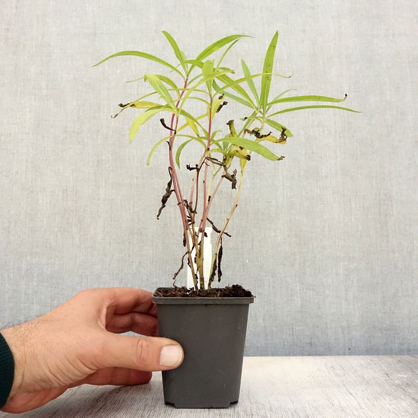 Example of Vernonia baldwinii Godet de 8/9 cm as you get in automne
