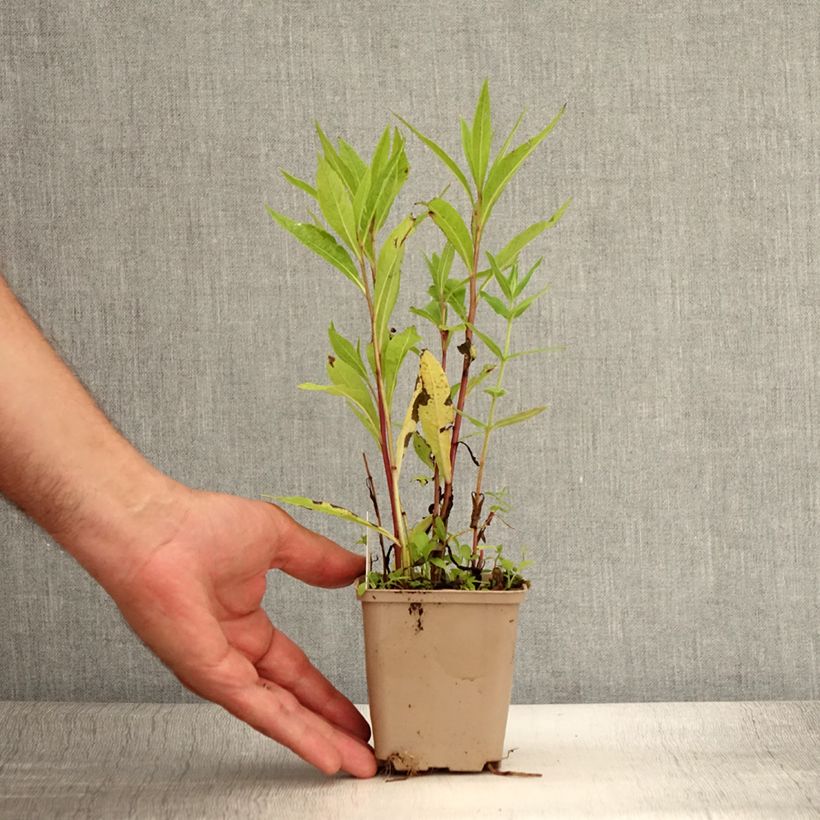Example of Vernonia gigantea - Vernonie géante Godet de 8/9 cm as you get in ete