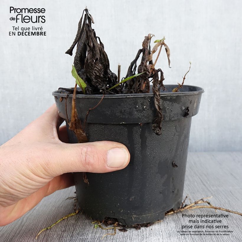 Example of Vernonia noveboracensis White Lightning Pot de 2L/3L as you get in automne