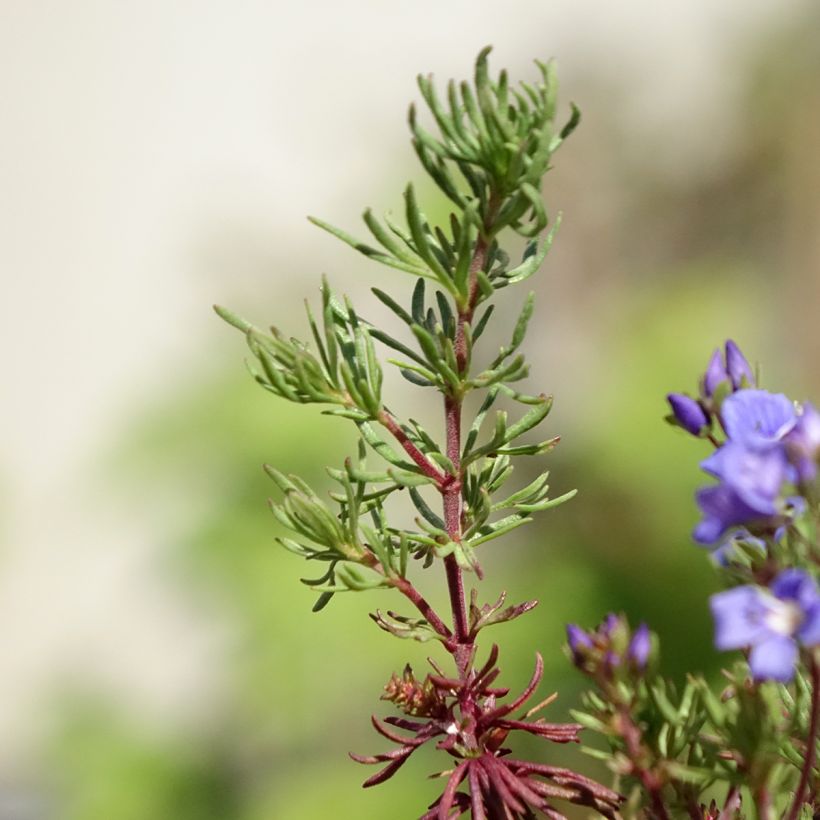 Veronica armena - Véronique d'Arménie (Foliage)