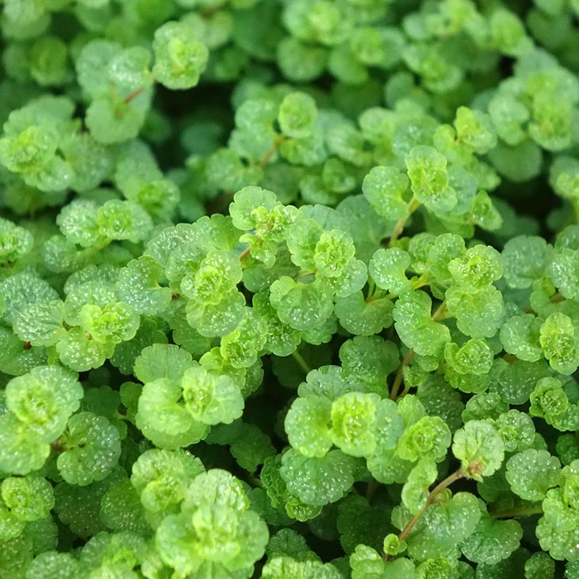 Veronica filiformis - Véronique filiforme (Foliage)
