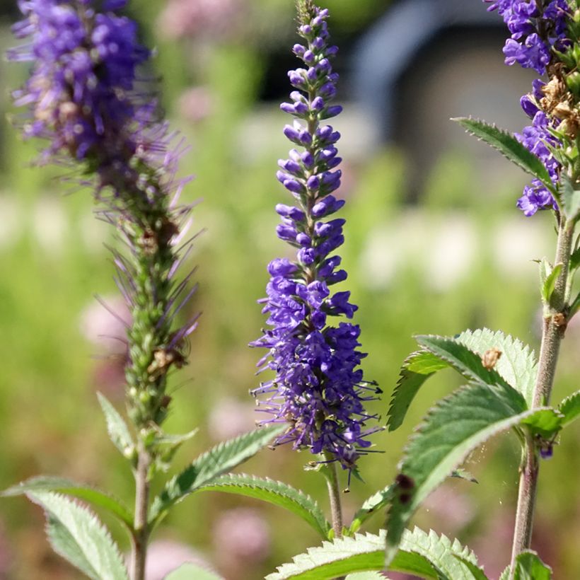 Veronica longifolia Blauriesin - Véronique à grandes feuilles (Flowering)