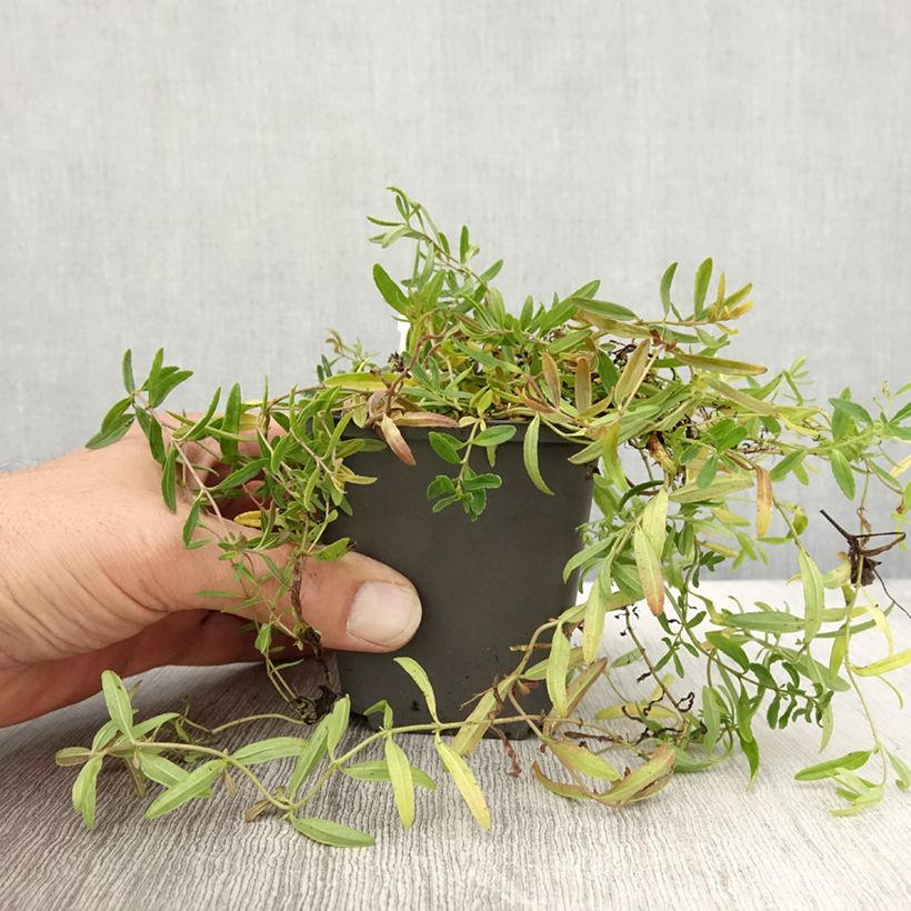 Example of Veronica prostrata Alba - Véronique prostrée blanche  Godet de 8/9 cm as you get in automne
