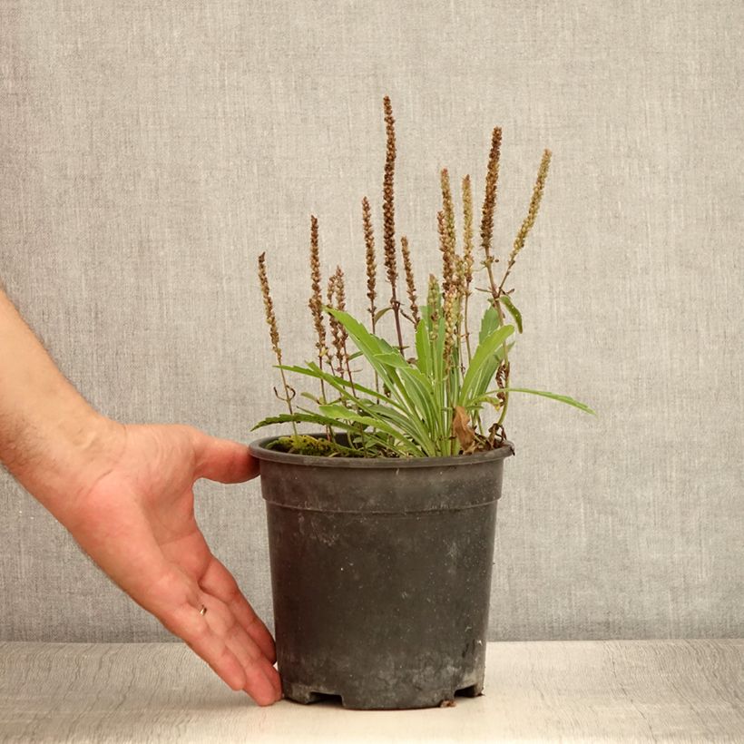 Example of Veronica spicata Baby Blue - Véronique en épis Pot de 2L/3L as you get in ete