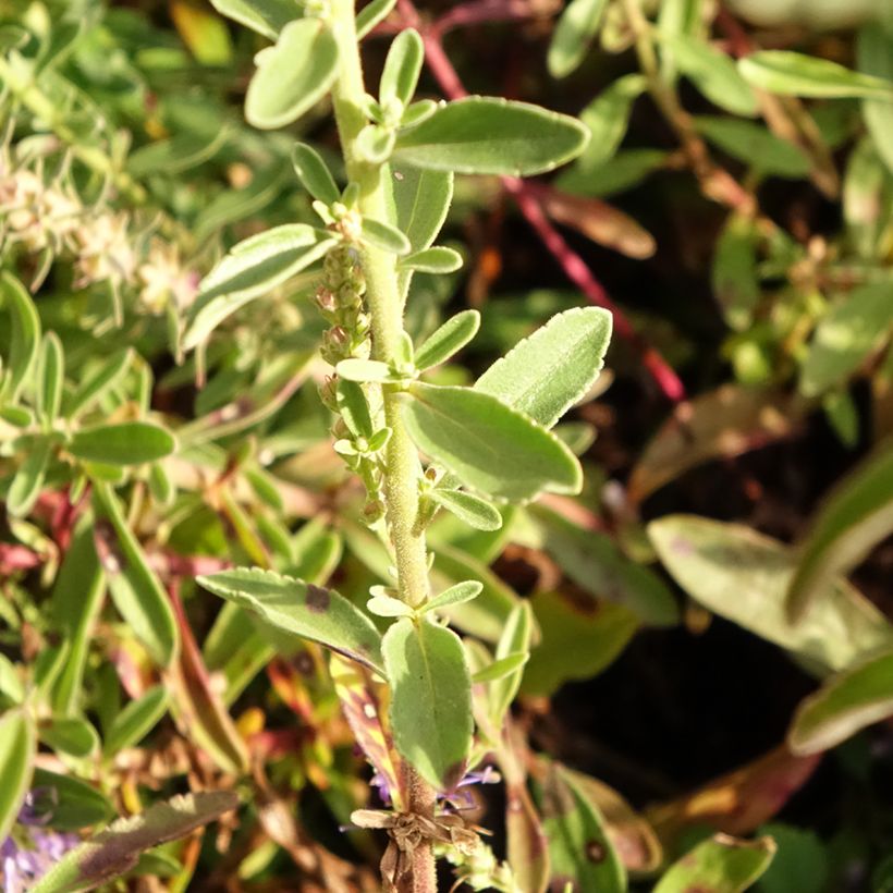 Veronica spicata Nana Blue - Véronique en épis (Foliage)