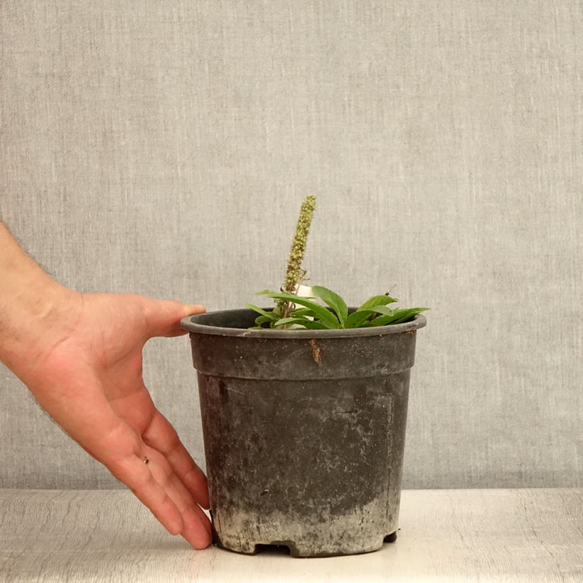 Example of Veronica spicata Ulster Dwarf Blue - Véronique en épis Pot de 2L/3L as you get in ete