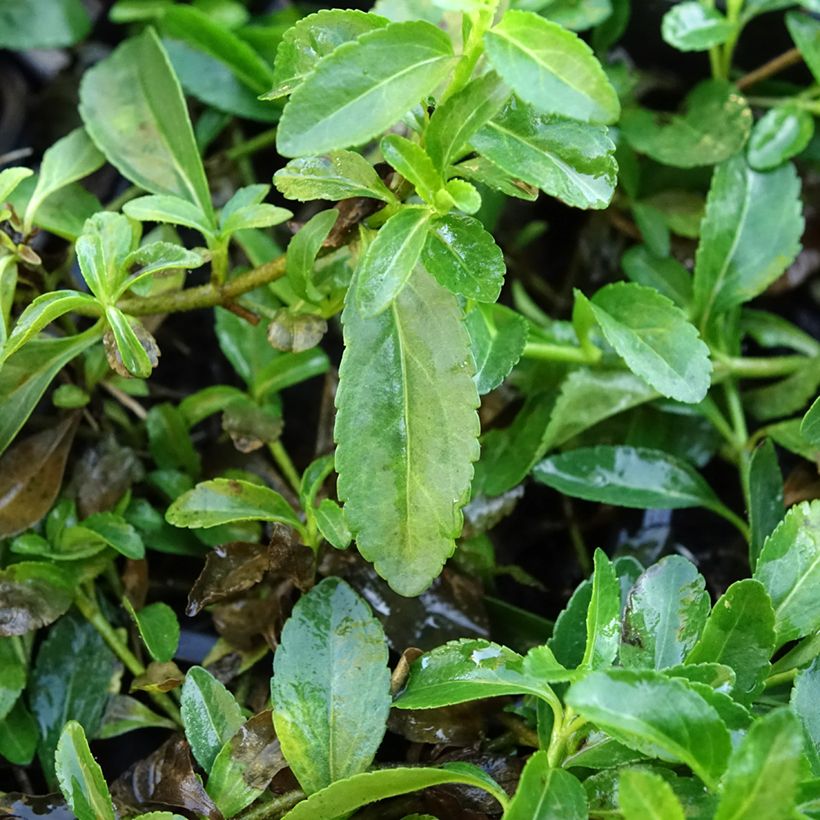 Veronica x cantiana Kentish Pink - Véronique (Foliage)