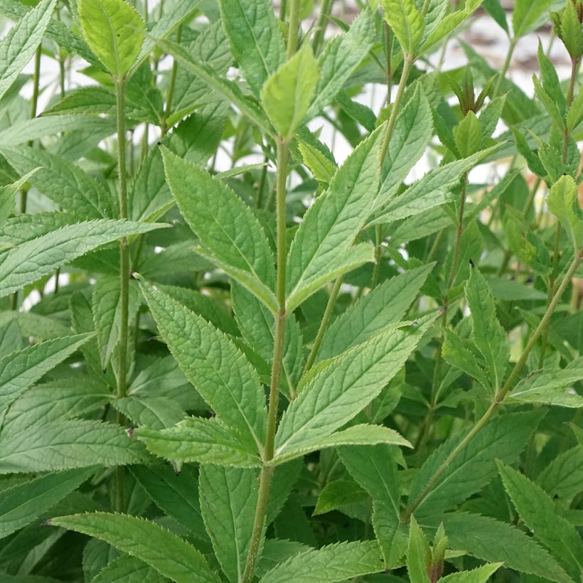 Veronicastrum virginicum Challenger - Véronique de Virginie (Foliage)