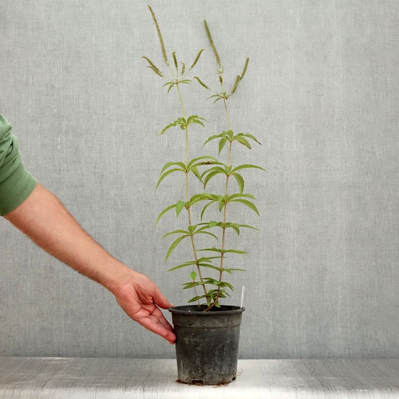 Example of Veronicastrum virginicum Fascination - Véronique de Virginie Pot de 2L/3L as you get in ete