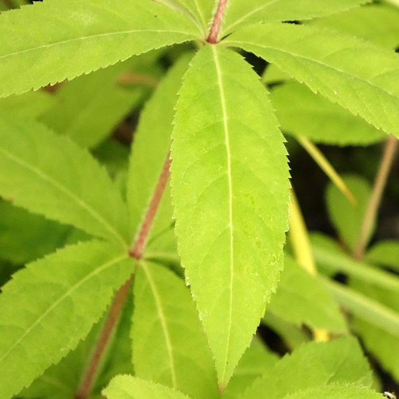 Veronicastrum virginicum Temptation - Véronique de Virginie (Foliage)