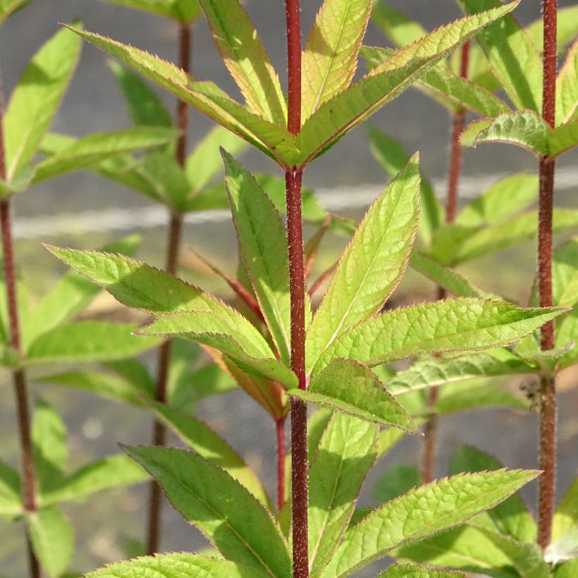 Véronique Apollo - Veronicastrum virginicum Apollo (Foliage)