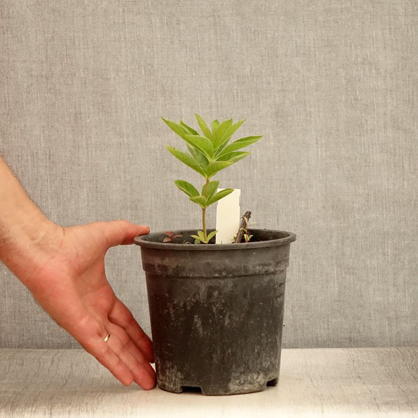 Example of Véronique Apollo - Veronicastrum virginicum Apollo Pot de 2L/3L as you get in ete