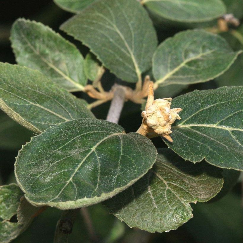Viorne - Viburnum (x) carlcephalum  (Foliage)