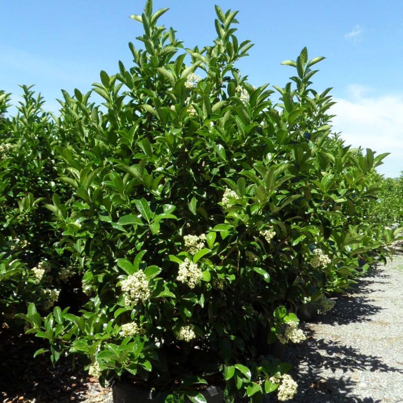 Viburnum lucidum - Viorne luisante (Plant habit)